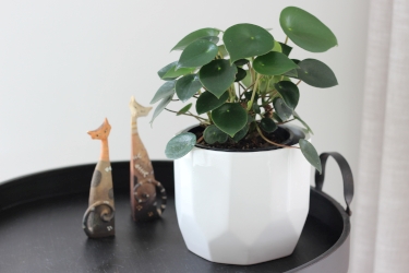 Peperomia Polybotrya Variety Thumbnail.jpeg